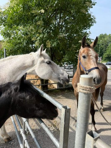 518279223 1234680198454500 7148704326479268941 n