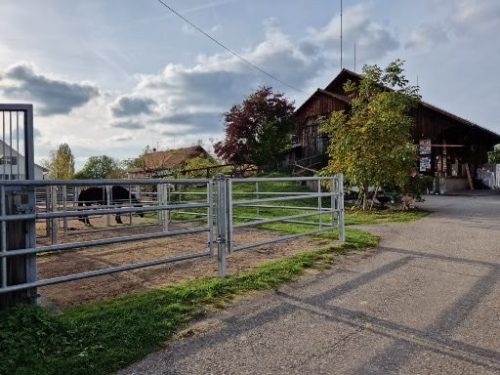 Auslauf Sariyah, Gogo, Ponys