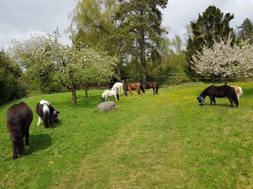 Ponys Weide Friedhof