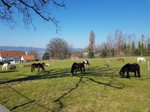 Ponys Weide See
