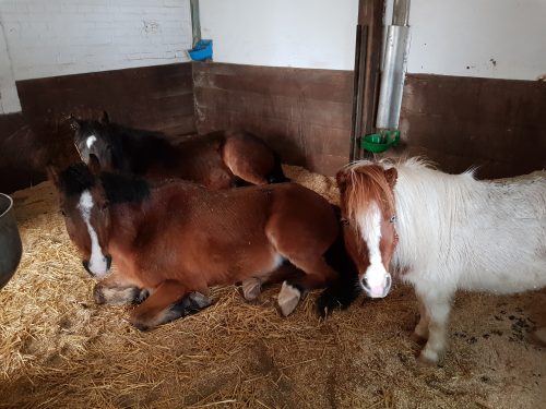 Ponys schlafen grosser Stall