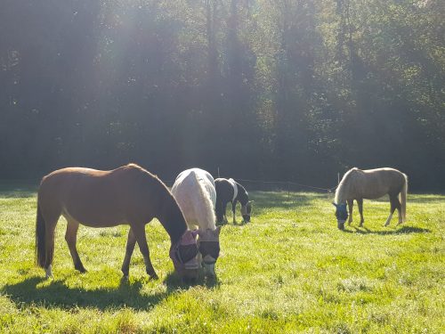 Regenbogenstall Weide Boccia