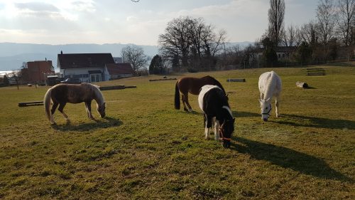 Regenbogenstall Weide See