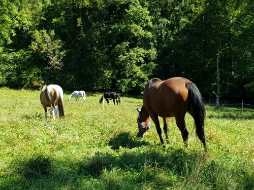 Viererstall Weide Boccia